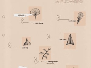 Foraging download | Plant identification sheet