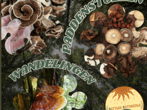 Wild mushroom walk Elske