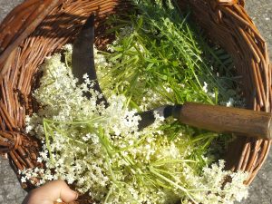 Seasonal foraging walk| Elderflower | Make your own elderflower lemonade
