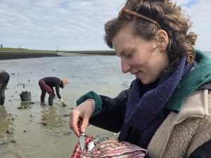 Seasonal foraging walk | Coastal foraging | Oysters and seaweed