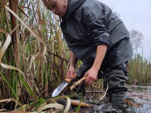 Seasonal foraging walk | Eating from the Marshland | Make your own cattail flour and basket