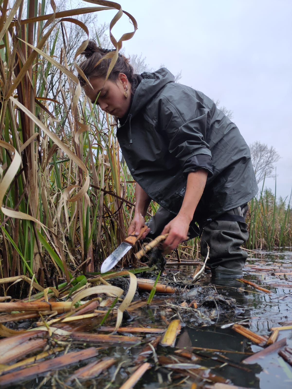 Seizoenswildplukwandeling | Oogst uit het moeras | Lisdodde meel maken