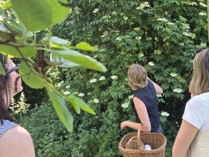 Wilde Stad wildplukwandelingen Utrecht